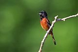 Orchard Orioleborder=